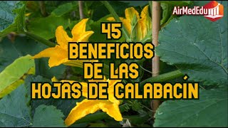 45 Beneficios de las Hojas de Calabacín [upl. by Telrahc]