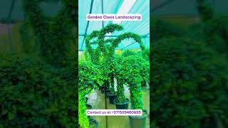 Most rare animal shaped topiary plants in the world plants shorts [upl. by Torie]