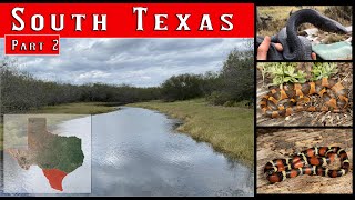 South Texas Weekend Part 2 Flipping Cateyed Snakes Indigos a milksnake and more [upl. by Ellehcil]