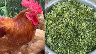 How to Make the CHEAPEST CHICKEN FEED For Your Farm [upl. by Danell]