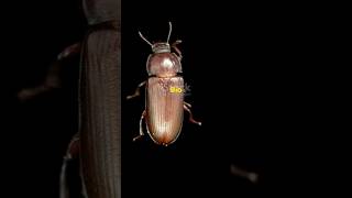 Tribolium castaneum the Red Flour Beetle is a major pest of stored grains facts BioByPriti [upl. by Zsa Zsa]