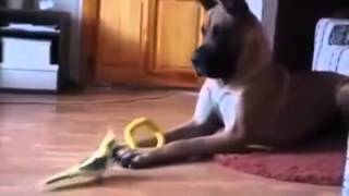 Funny Dog Great Dane vs Bird [upl. by Neenej553]