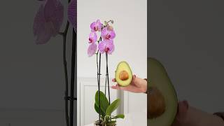 Die geheime Kraft des Avocadokerns für deine Orchidee [upl. by Ahsilrak159]