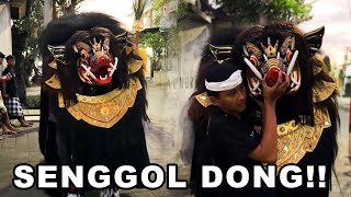 BARONG BANGKUNG SALING SENGGOL MEPETUK 2024 [upl. by Niklaus904]