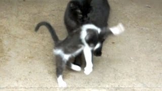 Cat Startles Kitten [upl. by Inajar]