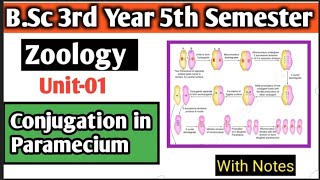 Conjugation in Paramecium Bsc 3rd Year 4th Semester Zoology Unit01  conjugation in paramecium [upl. by Pradeep]