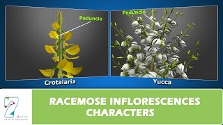 RACEMOSE INFLORESCENCES CHARACTERS [upl. by Christiane]