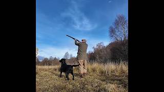 Incoming Pheasant Shooting with Labrador Retriever Gundog dog gundogtraining [upl. by Abbottson]