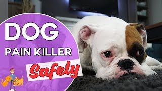 Are Pain Killers Safe for Dogs side effects and reducing the risk [upl. by Roland254]