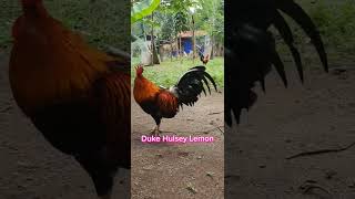 Eddie Sioson Gamefarm  Duke Hulsey Lemon chicken mealtime breeding rooster [upl. by Tati]