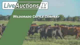 Wildorado Cattle Company [upl. by Arrais]