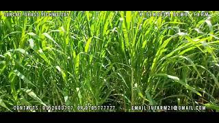 Juncao Grass Technology Kitengela Demo FarmContact us directly on 0752600777 or 0705777777 [upl. by Eeleak114]