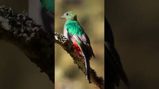 Quetzal bird sound [upl. by Jeanna]