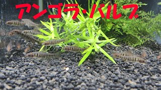 アンゴラ・バルブ scientific nameBarbus fasciolatus [upl. by Hendrick]