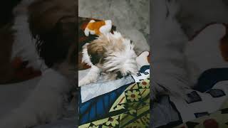 Cutie nai ki gudde ki pitaai viralvideo doglover shiztzu smalldogbreed [upl. by Krause]