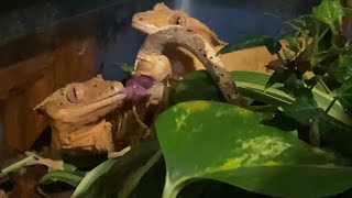 Crested Gecko Breeding Behavior  DIY Reptiles [upl. by Sabina]