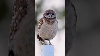 Owl Looking Clockwise Anticlockwise Perfectly owl viralshort shortsvideo shortsfeed [upl. by Pals387]