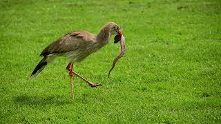 Redlegged Seriema  snake attack [upl. by Atinuaj]