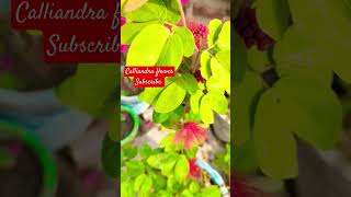 Calliandra flower plant tips and care propagation in hindi calliandra shorts [upl. by Reerg]