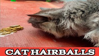 My Cat Vomits Hairball  Why Cat Puke [upl. by Lefkowitz]