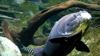 Aquarium de la Porte Dorée  Piaractus brachypomus  Pacu  httpaqualouryfrgd [upl. by Aloeda]