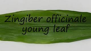 How to say Zingiber officinale young leaf in English [upl. by Garik]