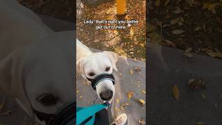 crazy Karen is upset I’m training my dog servicedog dog dogtraining youtubeshorts shorts karen [upl. by Irah765]