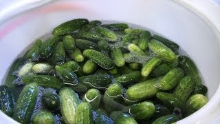 A Few Key Things to Know About Pickles amp Cucumbers [upl. by Asel690]