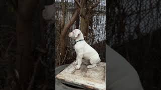 Dogo argentino puppies Lithuania [upl. by Nor]