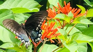 AVOID THESE 4 MISTAKES  Butterfly Garden Basics [upl. by Ariahay345]