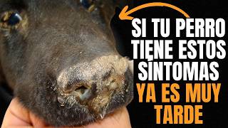 7 SÍNTOMAS de que tu PERRO tiene MOQUILLO DISTEMPER ⚠️ 🐶 😞 [upl. by Ttegirb]