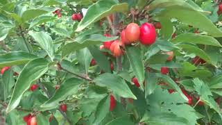 This year after the high temperatures the fruits on some cornus mas trees started to ripen [upl. by Yenhoj569]