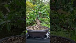 From simple plant to Bonsai tree  styling a Ficus indoorbonsai tropicalbonsai bonsai [upl. by Jorie]