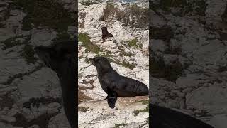 Wild Seals at Kaikoura New Zealand [upl. by Ebeneser]