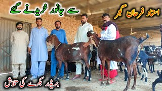 Visit Of Goat Life Line Farm For Purchasing Of Breader Buck Ustaad Farhan Gujjar [upl. by Werdna]