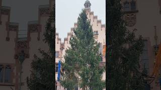 Weihnachtsbaum “Florian” in Frankfurt angekommen [upl. by Millur600]