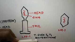 Cyanophage botany Bsc part 1 paper 1 NSDehari [upl. by Jesse]