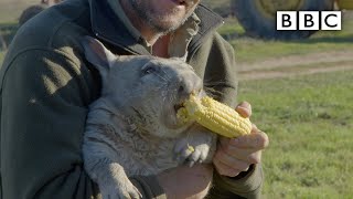 Feeding a farting wombat  BBC [upl. by Hum829]