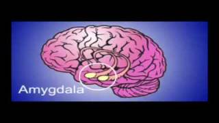 The Amygdala  The cause of all your anxiety Cure anxiety and panic attacks fast [upl. by Eelan]