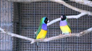 Gouldian finch mating ritual interupted [upl. by Canon993]