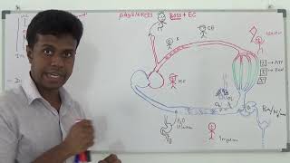 CVS Physiology Cardiac cycle Pressure Changes By Dr Dinusha [upl. by Llenrap607]