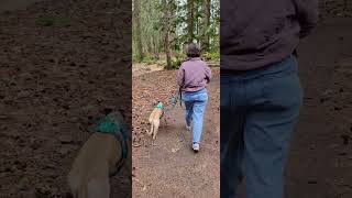 Jasper whippet hunting shed antler [upl. by Enrico]