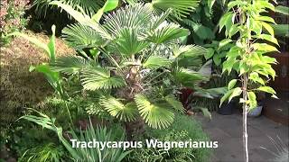 Different Trachycarpus species [upl. by Kellyann624]