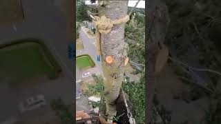 🌲Tree top Removal chainsaw safety outdoors shorts fypシ゚viral fyp tiktok trending adventure [upl. by Ellenid27]