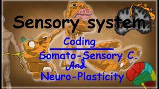 11 Coding of Sensory Information Somatosensory Cortex and Neuroplasticity anatomy [upl. by Clifton]