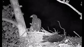 Little Miami Eagle Cam Coyote family visits the nest [upl. by Sesilu611]