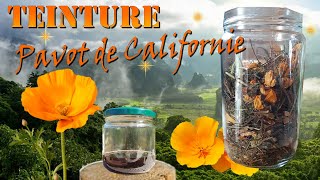 Recette de la teinture de pavot de Californie Escholtzia [upl. by Aynos]