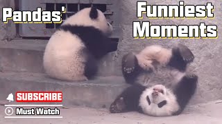 Pandas Funniest Moments Pandas Are Born With Some Funny Genes  iPanda [upl. by Marieann]