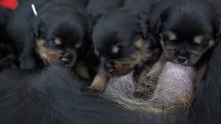 Vidéo chiots Rottweiler 17 jours LOYD x NERON [upl. by Henricks]