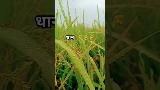 agricultural gardning gardenflowers आम farming Pkfarmingtips totalgaming freefiermax [upl. by Eiloj]